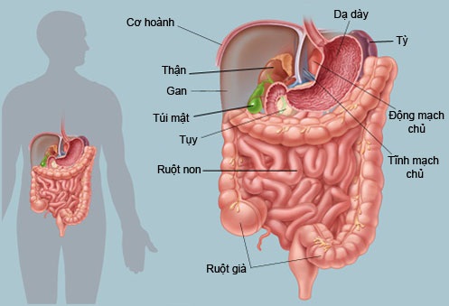 Dịch Ruột Non: Chức Năng, Vai Trò và Những Bệnh Lý Thường Gặp