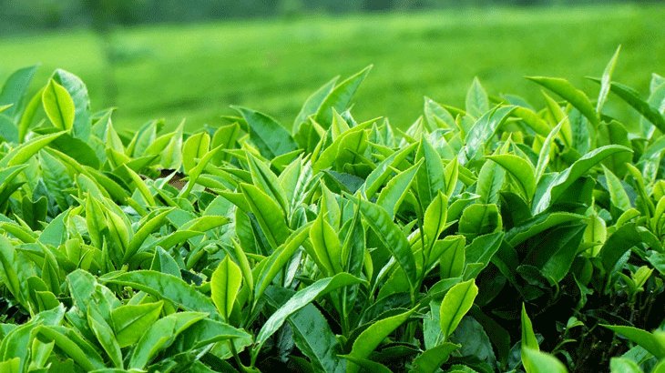 Dùng lá ngải cứu và trà xanh giảm ngứa vùng kín