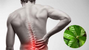6 cách sử dụng lá nhàu trị đau lưng hiệu quả