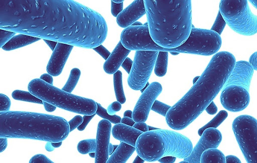 Probiotic là gì? Vai trò của lợi khuẩn Probiotics đối với hệ tiêu hóa