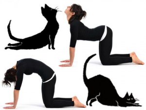 Động tác Cat Stretch giúp kéo dài xương và lớp sụn, tăng cường lưu thông máu Động tác Cat Stretch giúp kéo dài xương và lớp sụn, tăng cường lưu thông máu