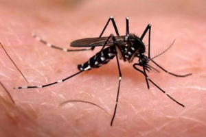 Làm thế nào để phân biệt sốt xuất huyết với virus zika?
