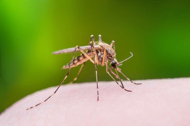 Sau khi bị muỗi đốt thường 4-7 hoặc 14 ngày sẽ phát bệnh sốt xuất huyết
