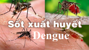 Virus gây bệnh sốt xuất huyết Dengue tồn tại ở 4 chủng khác nhau