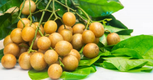 Qủa quất hồng bì có tác dụng trị cảm cúm rất tốt