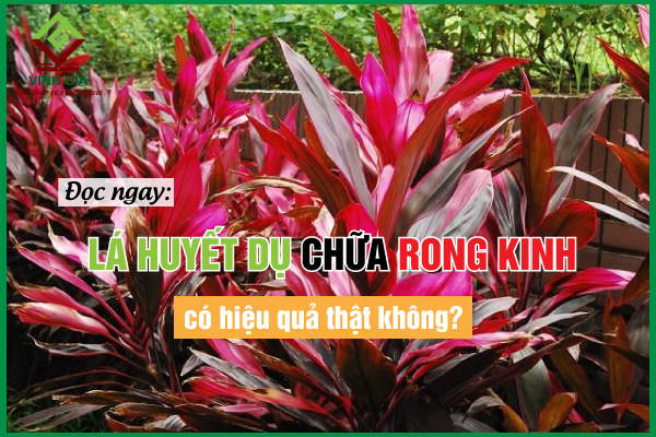 Lá huyết dụ có hiệu quả trong việc điều trị rong kinh không?
